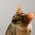 Foto - Flippan